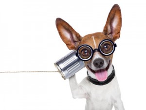 dog on the phone